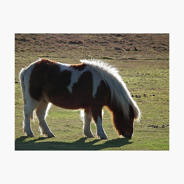 Item preview, Backlit Dartmoor Pony designed and sold by buttonpresser.