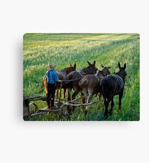 Amish Farm Scene Leinwanddruck