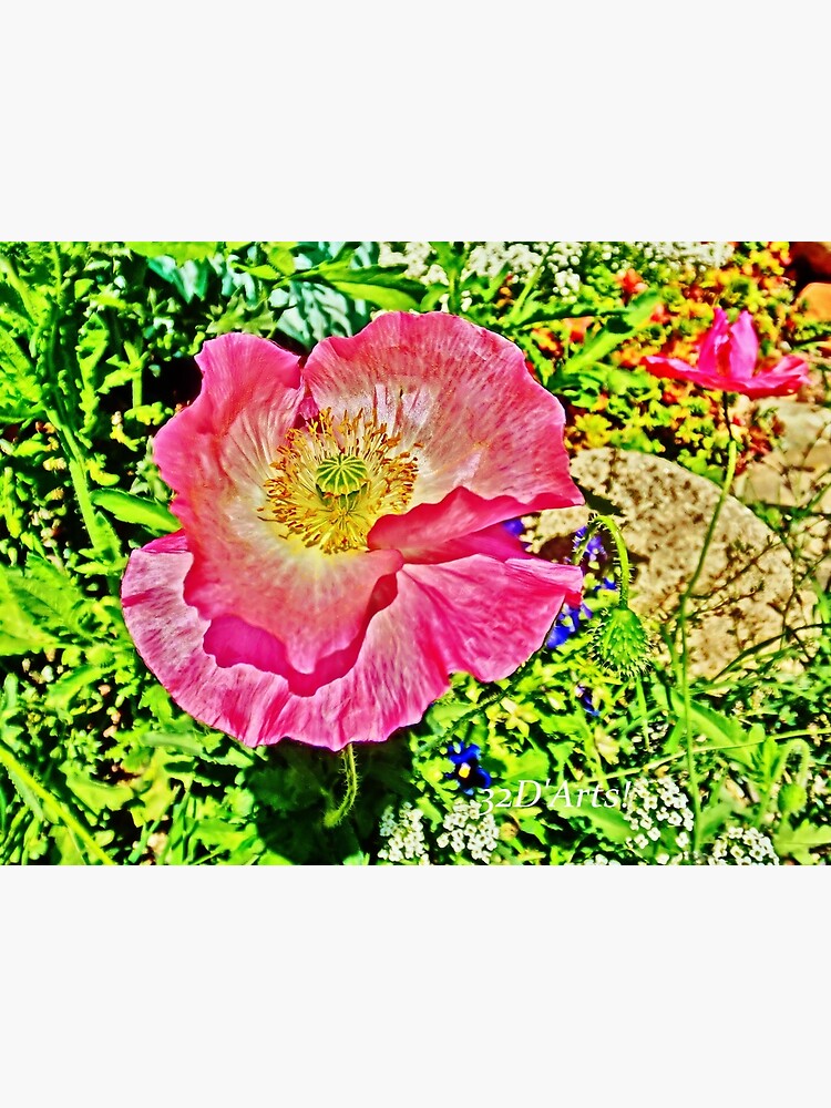 Flamboyant Pink Poppy by 32DARTS