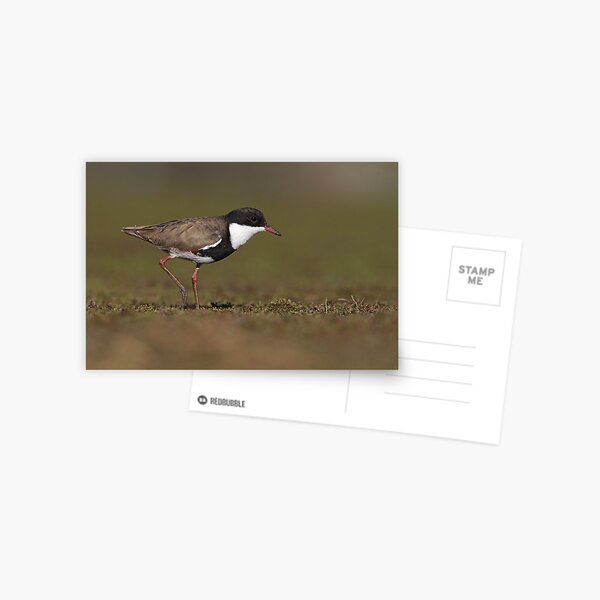 Red-kneed Dotterel Postcard