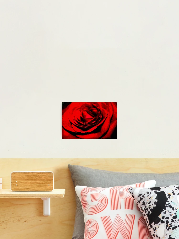 Thumbnail 2 of 3, Photographic Print, Les Roses Sont Rouges designed and sold by Diana Cox.