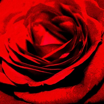 Artwork thumbnail, Les Roses Sont Rouges by Diana Cox