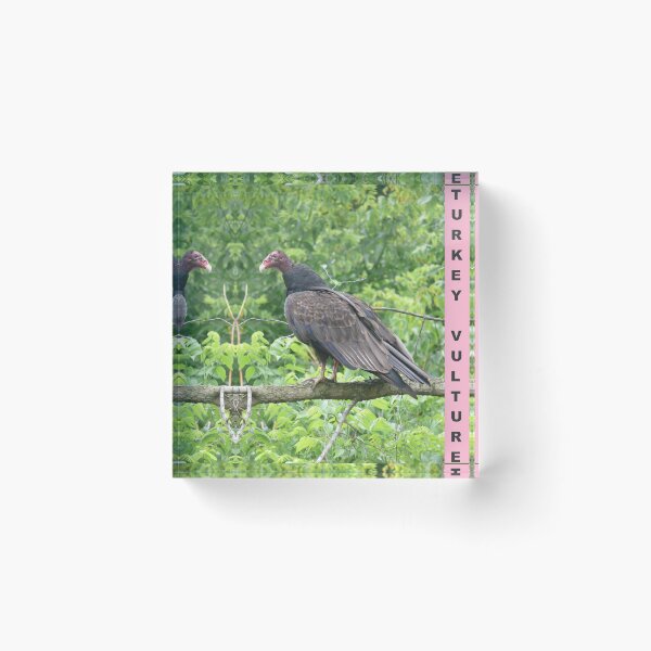 Item preview, Turkey Vulture designed and sold by hendrickssdh.