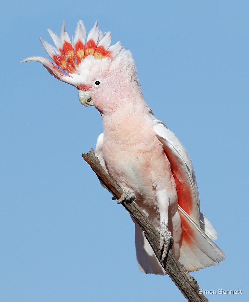 "Major Mitchell's Cockatoo - Kilcowera" by Simon Bennett | Redbubble