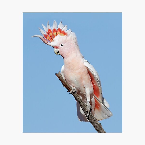 Major Mitchell's Cockatoo - Kilcowera Photographic Print