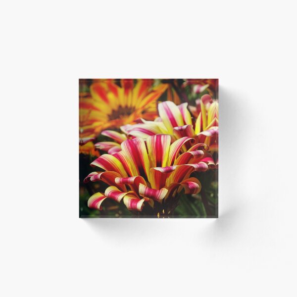 Gazania Acrylic Block