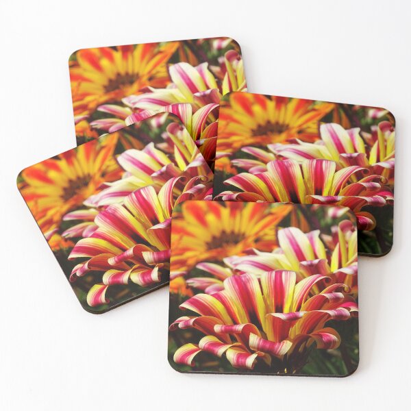 Gazania Coasters (Set of 4)