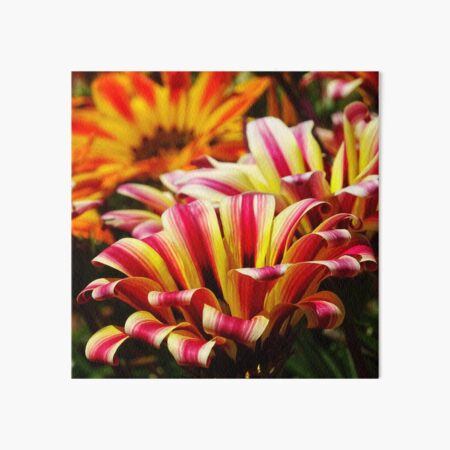 Gazania Art Board Print