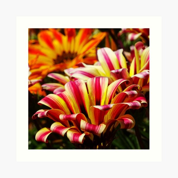 Gazania Art Print