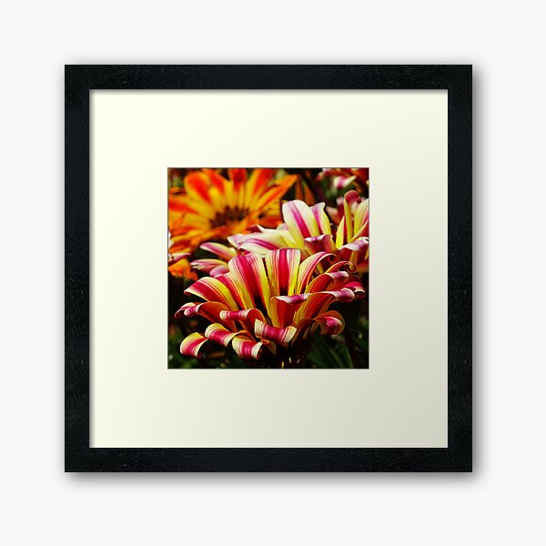 Gazania Framed Art Print