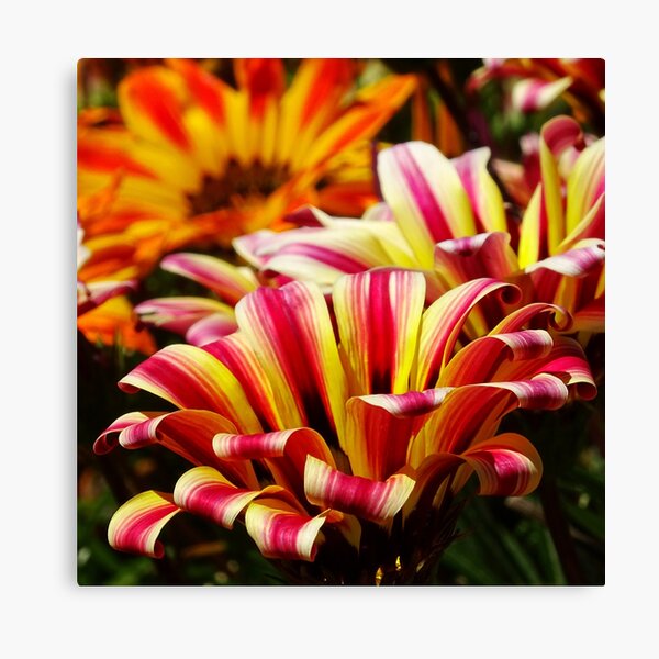 Gazania Canvas Print