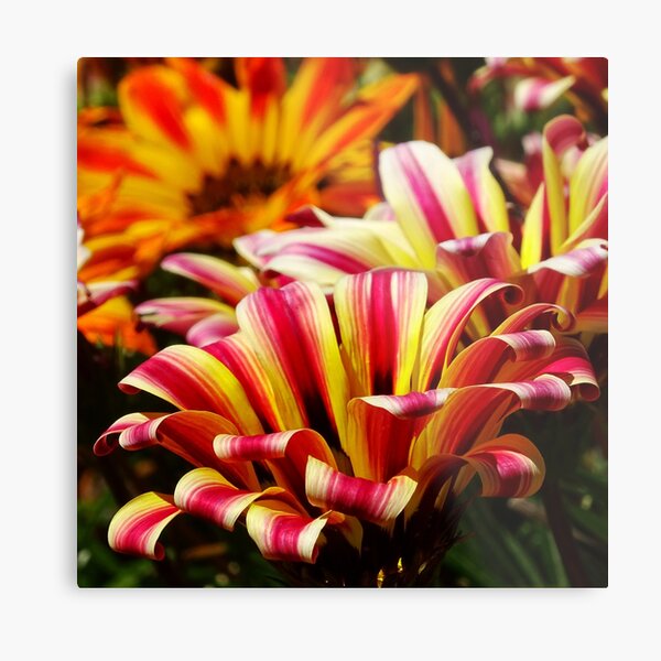 Gazania Metal Print