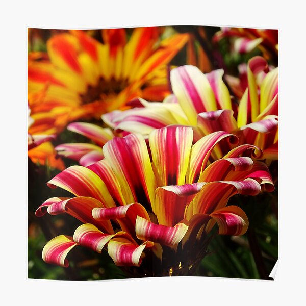 Gazania Poster