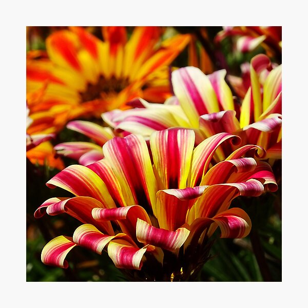 Gazania Photographic Print