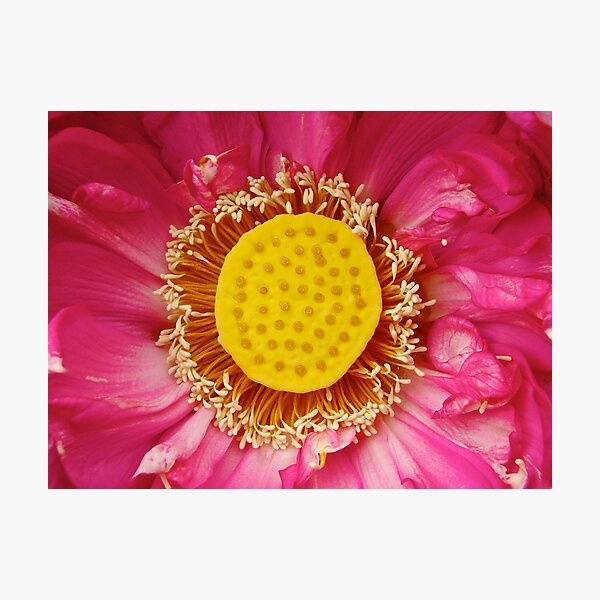 Water Lily 11 Photographic Print