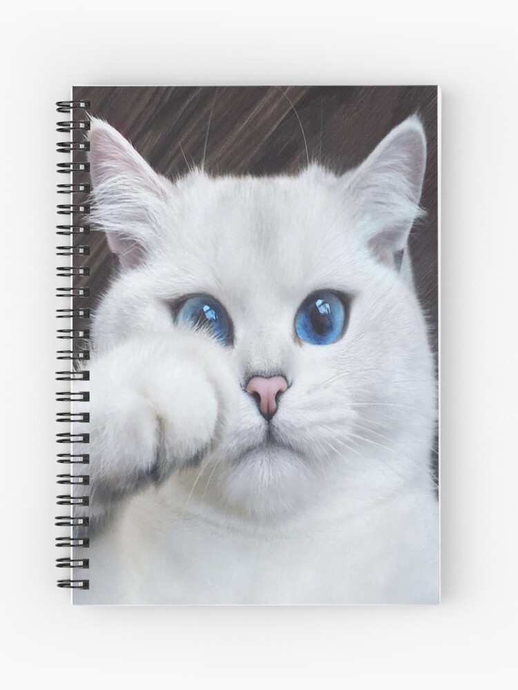 cute white cat with blue eyes