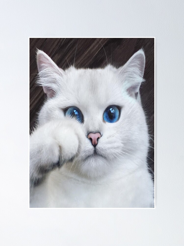 Poster Chat Blanc Aux Yeux Bleus Si Mignon Et Adorable Par Chantal15 Redbubble