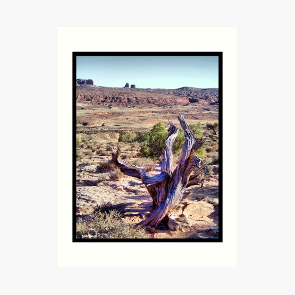 Utah Deadwood Art Print