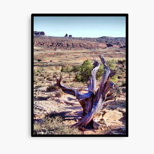 Utah Deadwood Canvas Print