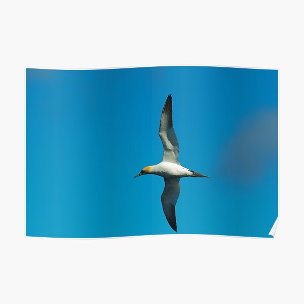 TILTING Poster