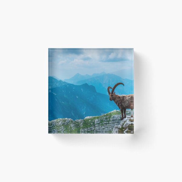 Item preview, Steinbocks in the Julian alps designed and sold by zakaz86.