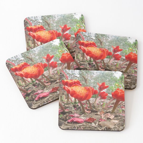 Item preview, Fascinating Paint Brush Lilies taken at ground level. Adelaide Hills, South Australia.  designed and sold by RitaBlom.