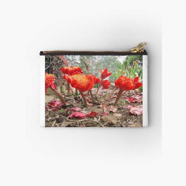 Item preview, Fascinating Paint Brush Lilies taken at ground level. Adelaide Hills, South Australia.  designed and sold by RitaBlom.