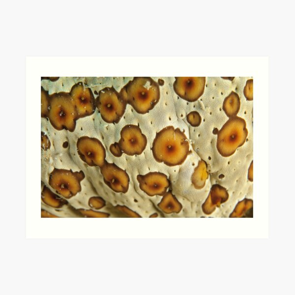 Sea Cucumber Macro Art Print