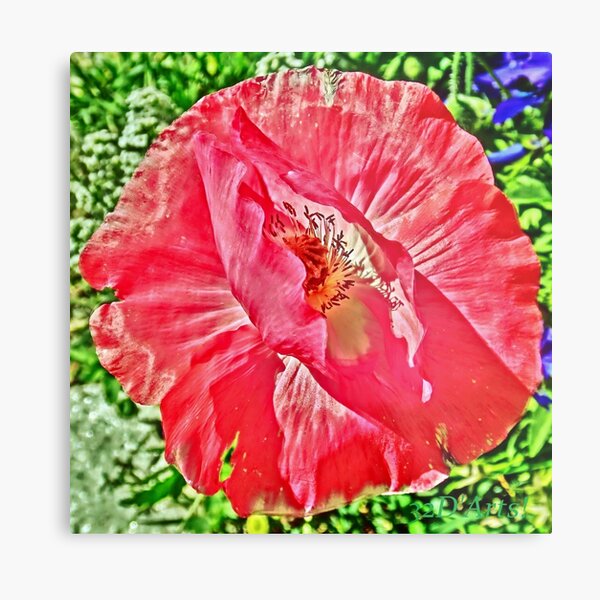 Bashful Pink Poppy Metal Print