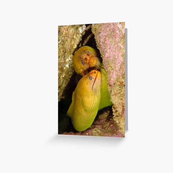 Green Moray Eels - Gymnothorax prasinus Greeting Card