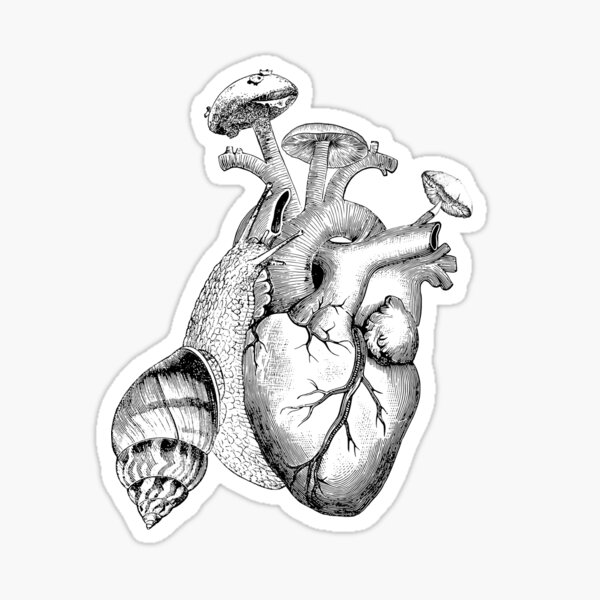 Sticker Anatomisches Herz Schwarz Und Wei C3 9f Redbubble