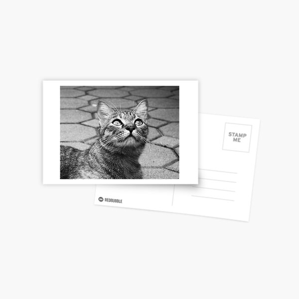 Curious Tabby Postcard