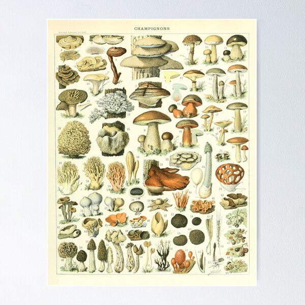 Item preview, Vintage Mushroom designed and sold by arisabi.