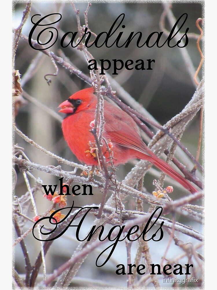 Cardinal Bird, Winter Poster, Cardinals Appear When Angels Are Near -  FridayStuff