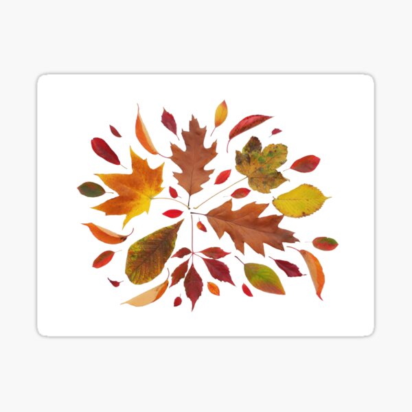 Autumn Leaves Collage Sticker