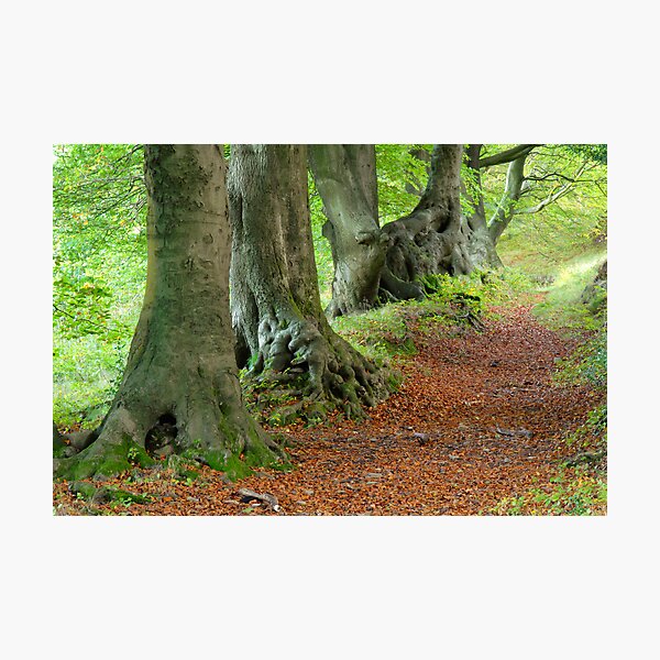Aperçu de l'œuvre Beech Avenue, South Wales Valleys créée et vendue par Tim Collier.