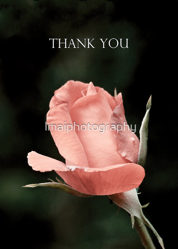 "Single Pink Rose Thank You" by lmaiphotography Redbubble