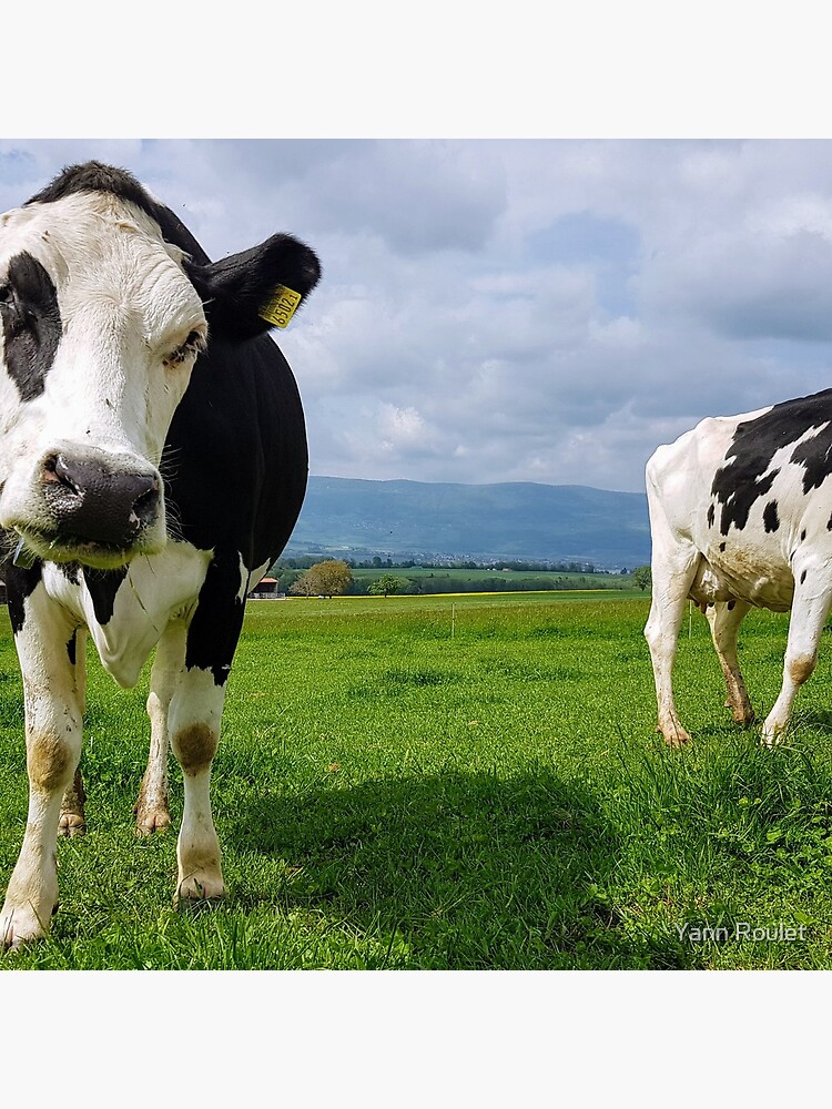 Cows by fan2zik