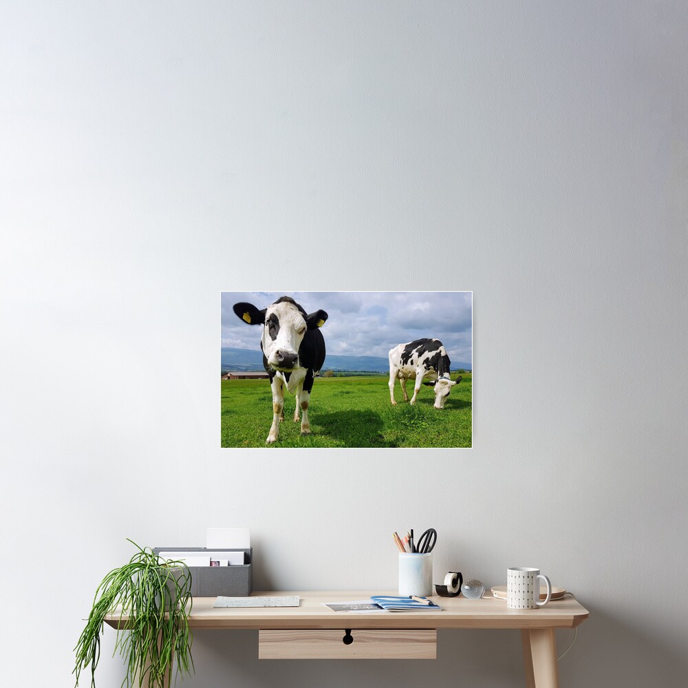 Cows Poster