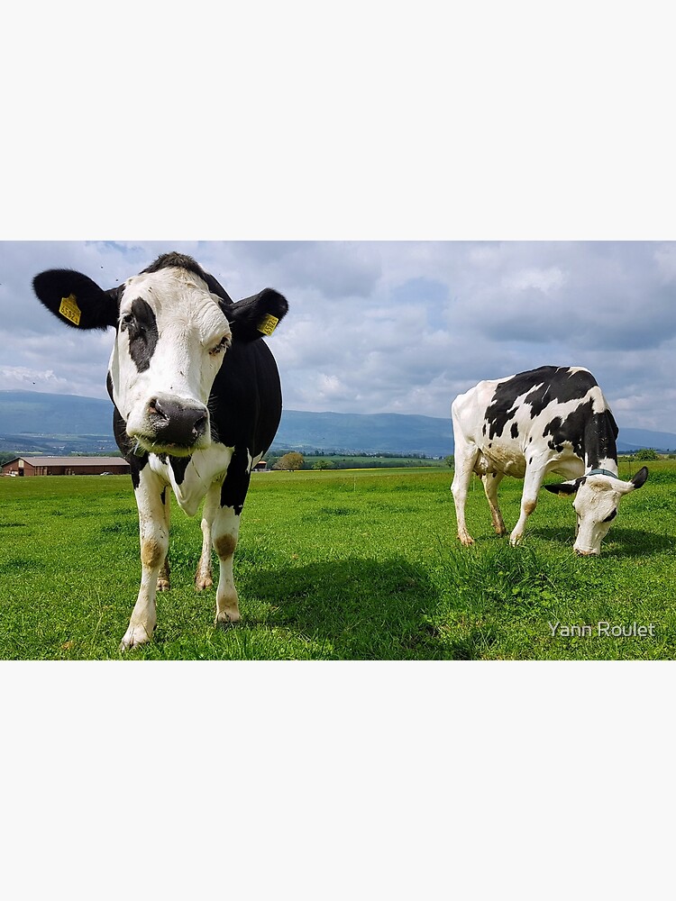 Cows by fan2zik