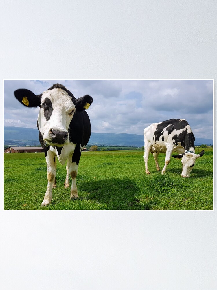 Alternate view of Cows Poster
