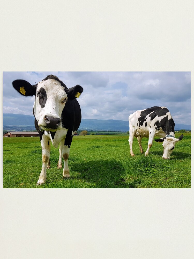 Alternate view of Cows Photographic Print