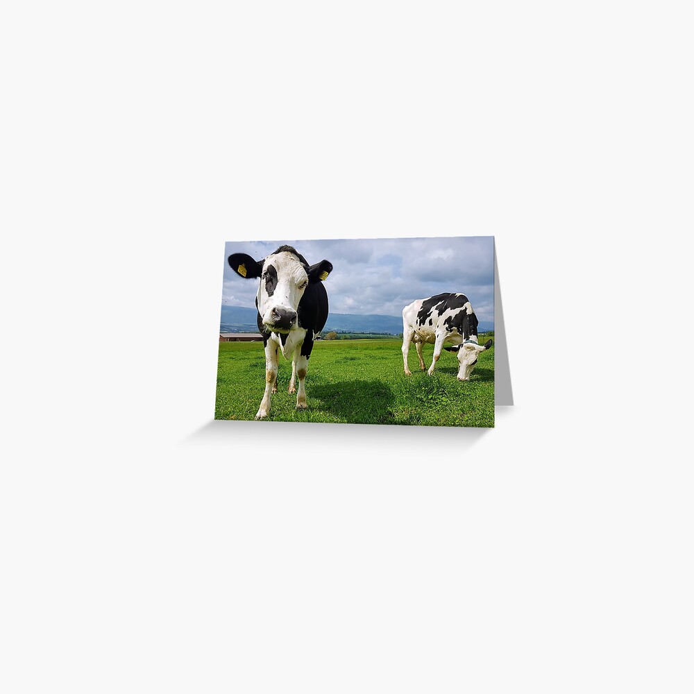 Cows Greeting Card