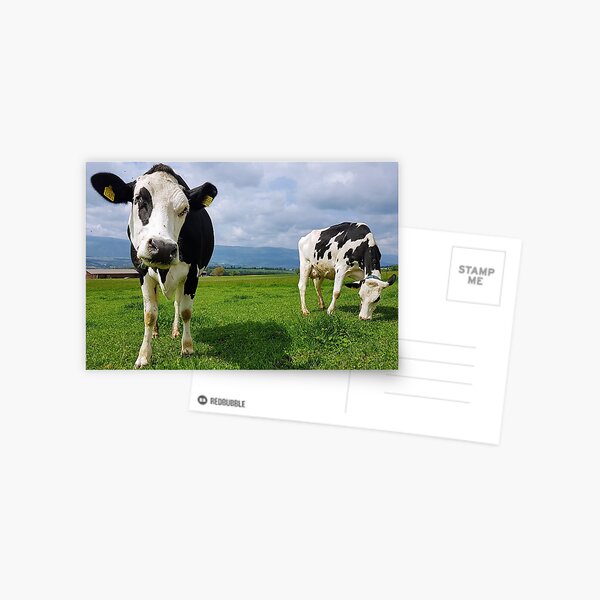 Cows Postcard
