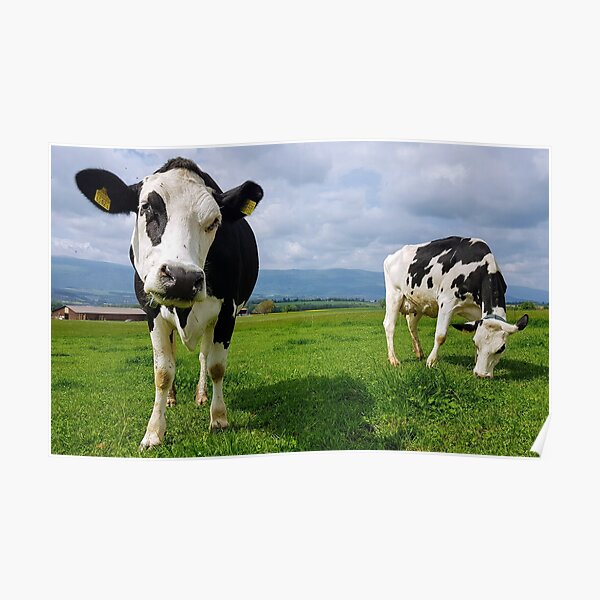 Vaches Poster