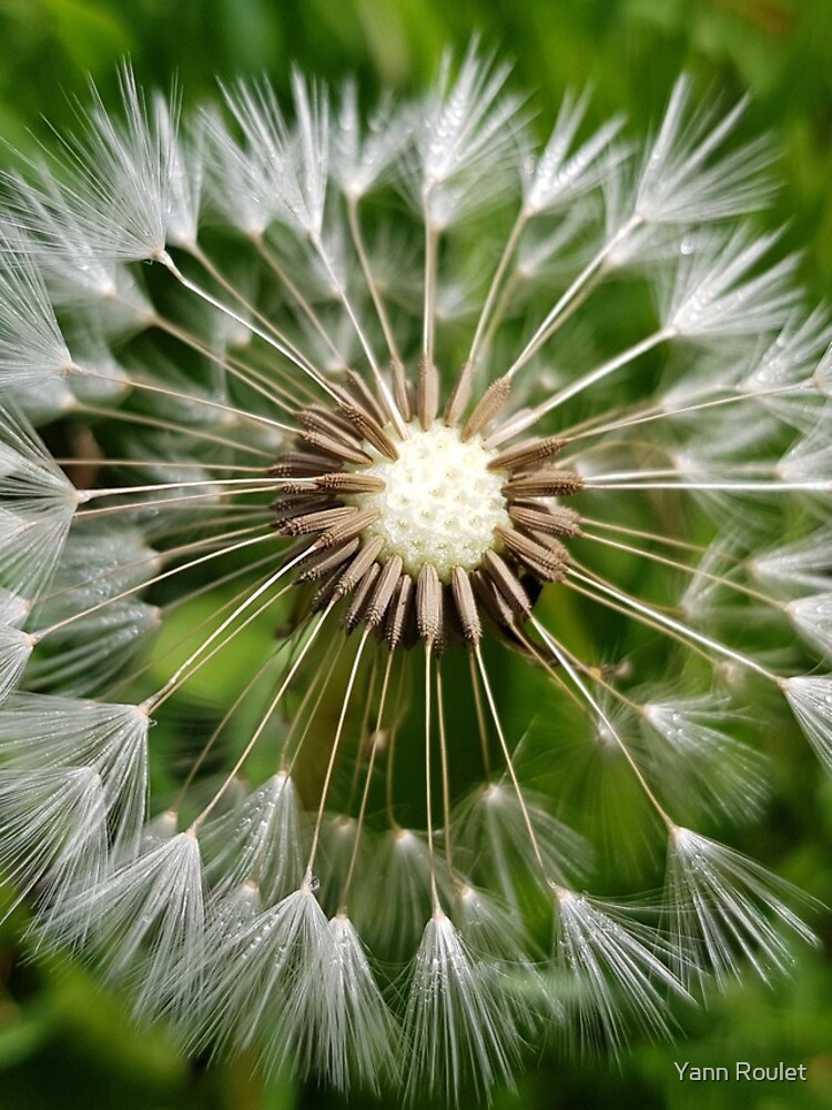 Dandelion by fan2zik