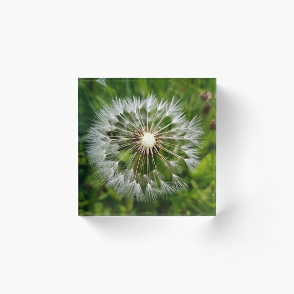 Dandelion Acrylic Block