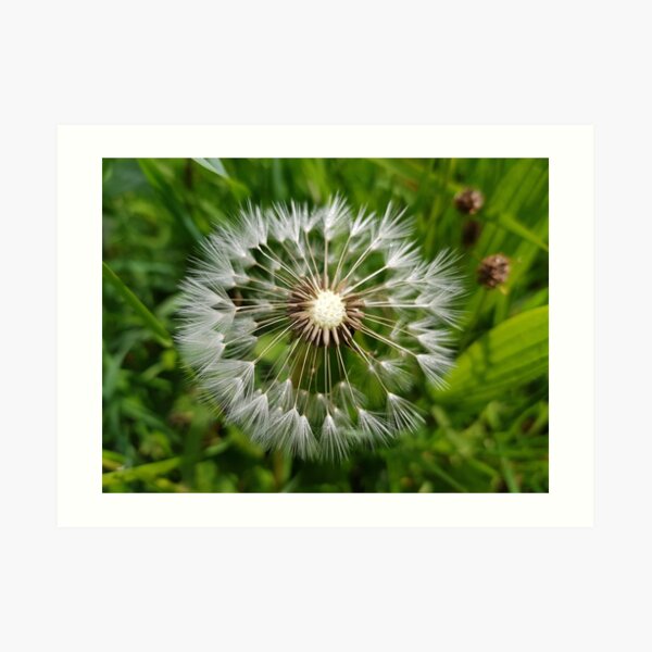 Dandelion Art Print