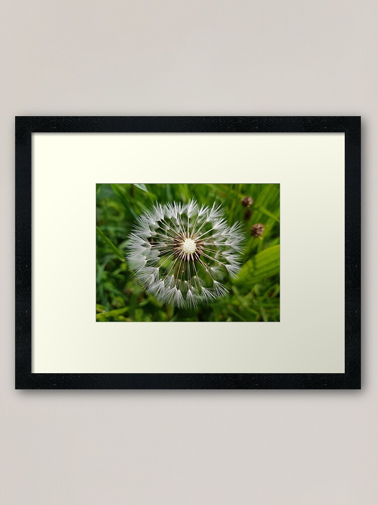 Alternate view of Dandelion Framed Art Print