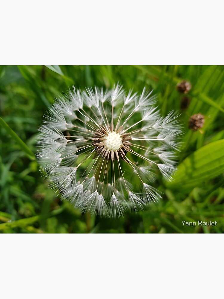 Dandelion by fan2zik